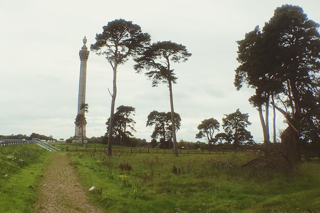 Trees on grassy field