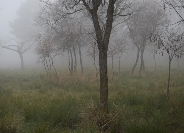 Photo trees on grassy field