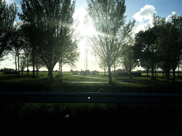 Photo trees on grassy field