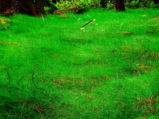 Foto alberi sul campo erboso