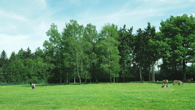 Photo trees on grassy field