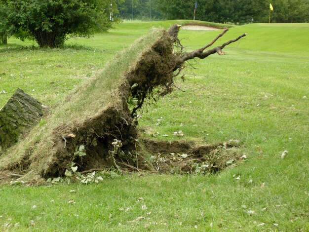 Photo trees on grassy field