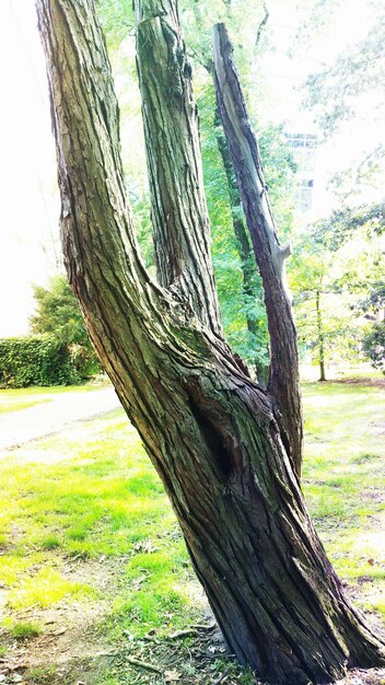 Photo trees on grassy field