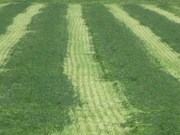 Photo trees on grassy field