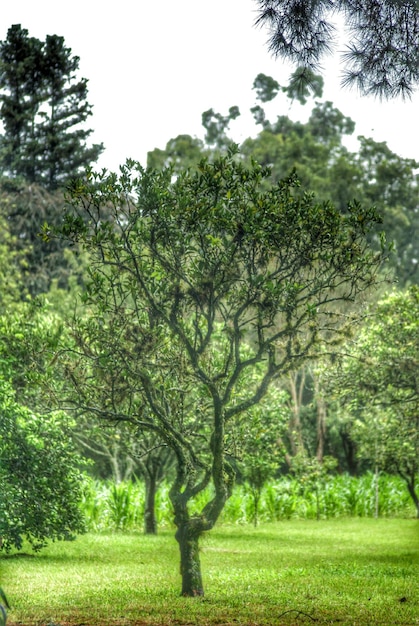 Trees on grassy field