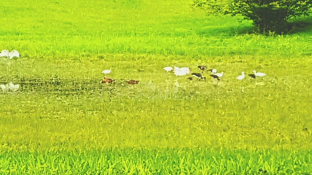 Photo trees on grassy field