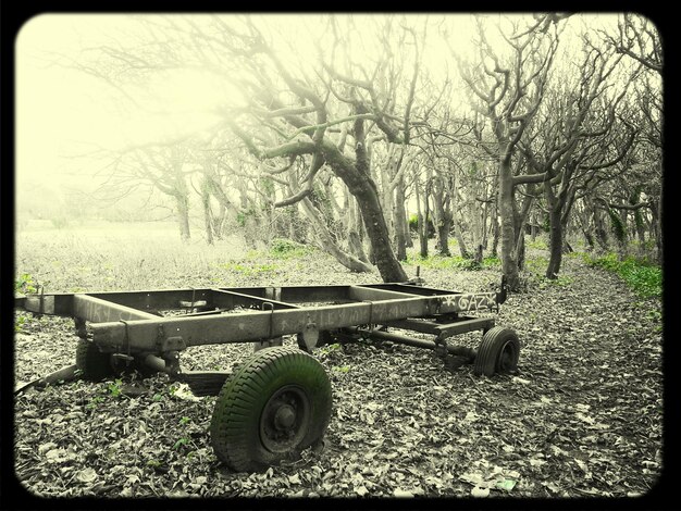 Foto alberi sul campo erboso