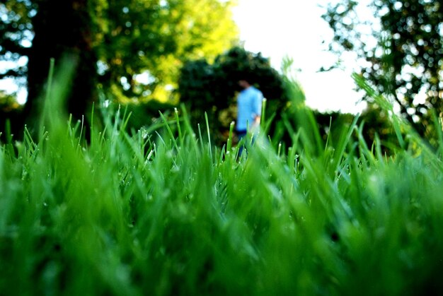 Foto alberi sul campo erboso