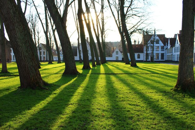 Foto alberi sul campo erboso