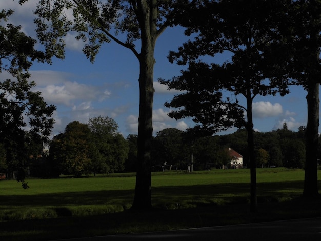 Photo trees on grassy field