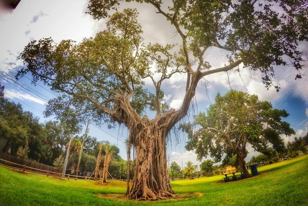 Trees on grassy field