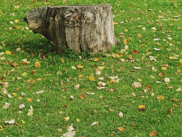 Foto alberi sul campo erboso