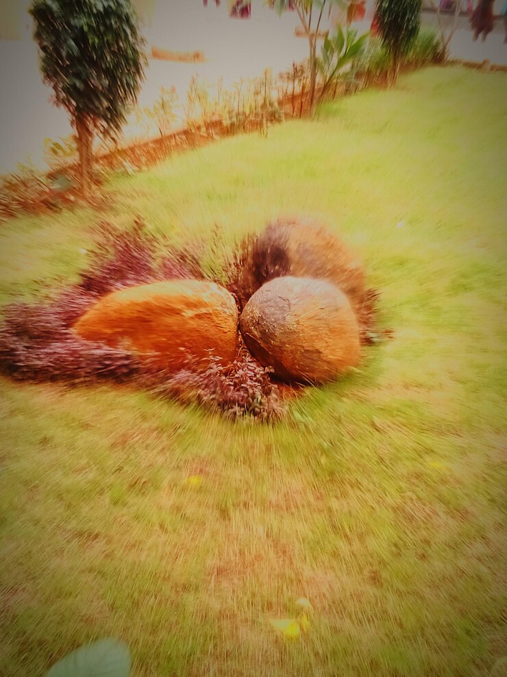 Photo trees on grassy field