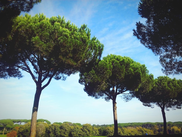 Trees on grassy field