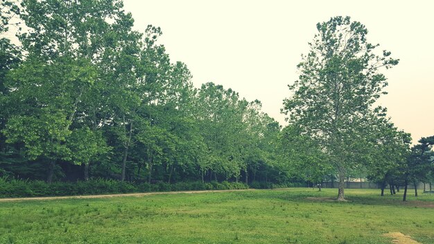 Trees on grassy field