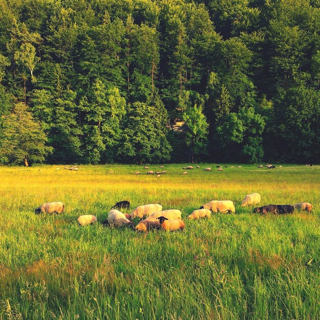 Foto alberi sul campo erboso