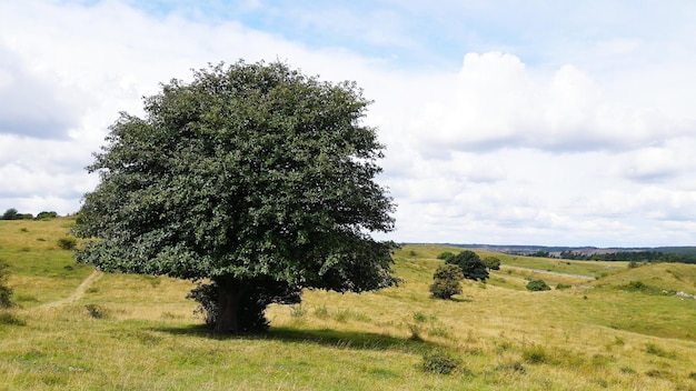 Foto alberi sul campo erboso