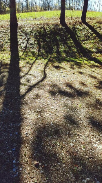 Photo trees on grassy field