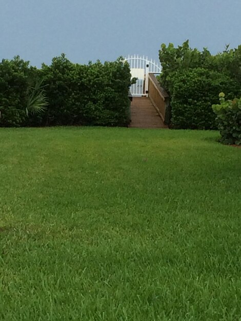 Photo trees on grassy field