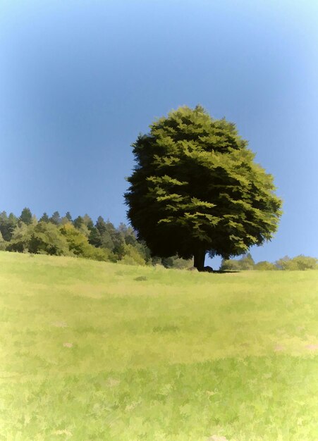 Foto alberi sul campo erboso