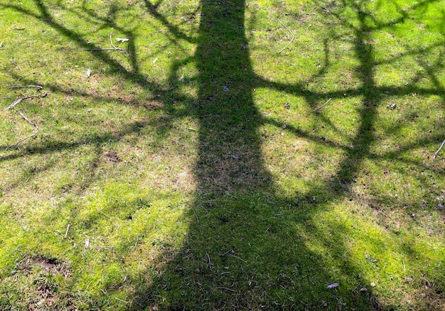 Trees on grassy field