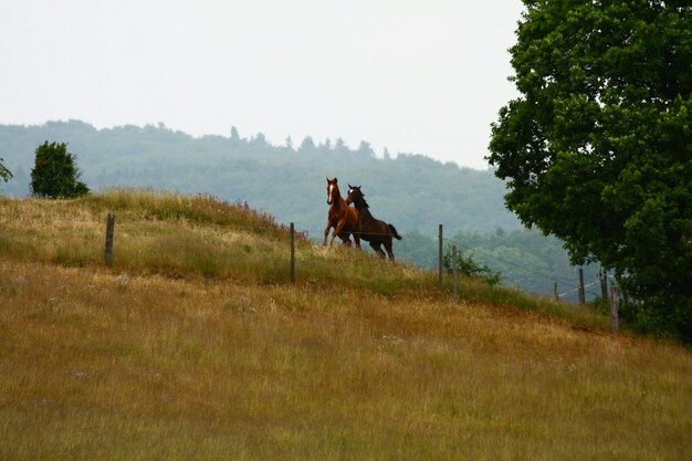 Foto alberi sul campo erboso