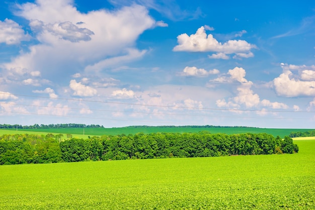 Trees on a green field and bright cloudy sky at summer