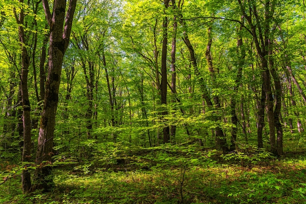 Trees in the green forest