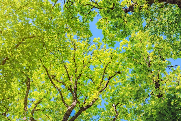 Trees in the green forest