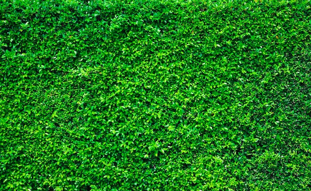 Trees, green ground, many trees put together and decorate a beautiful wall.