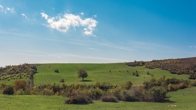 Trees on a green hillside