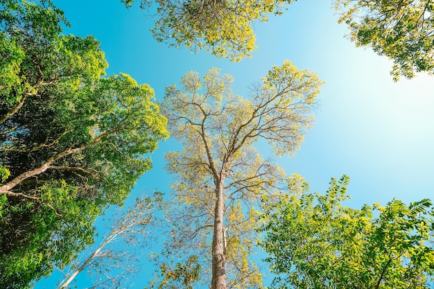 Trees and green leaves in spring during the day