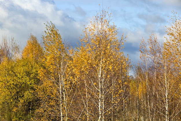 trees in a grove with young birch