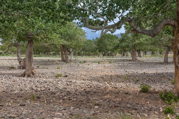 Trees grow in the rocky soil of the Mongolian mountains.