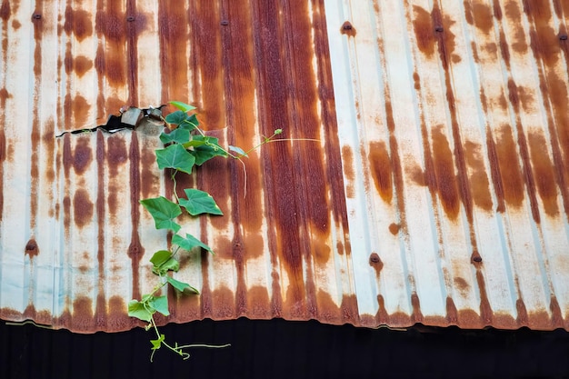 Photo trees grow through galvanized roofs