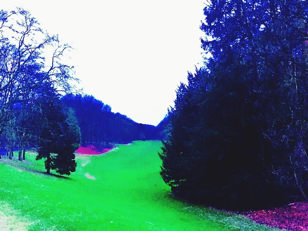 Foto gli alberi che crescono contro il cielo blu