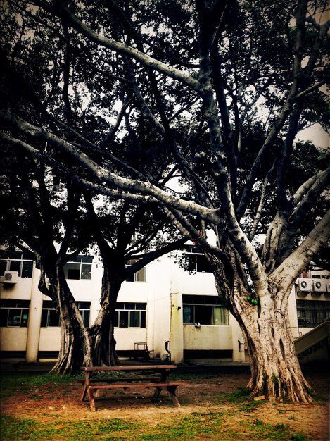 Photo trees growing against building