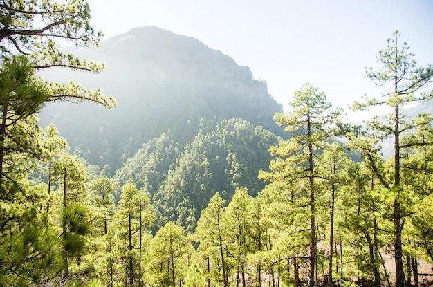 trees growing against mountains on sunny day