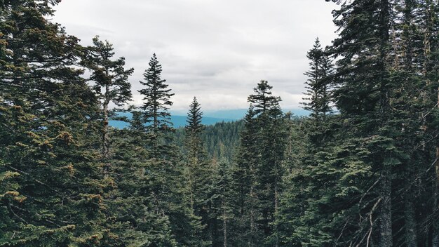 Photo trees growing against sky at forest