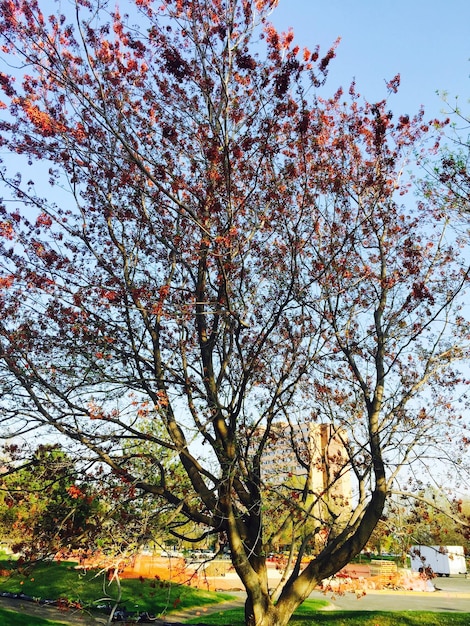 空に逆らって成長する木々