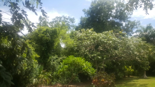 Trees growing against sky