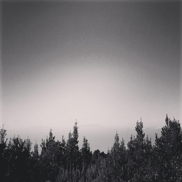 Photo trees growing against sky