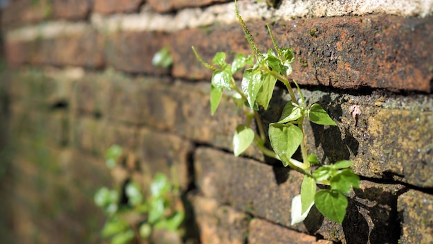 Trees growing in the brick