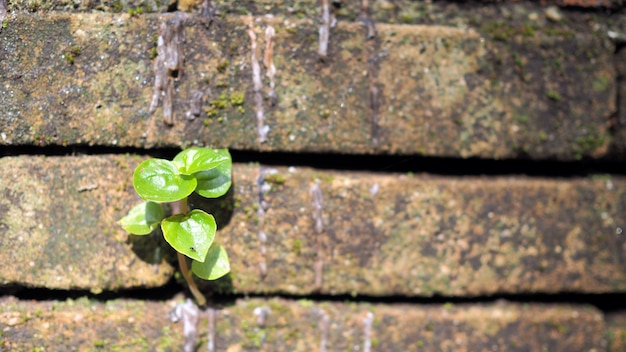 Photo trees growing in the brick