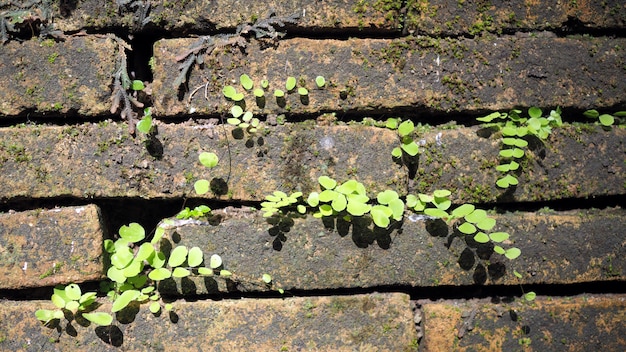 Foto alberi che crescono nel mattone