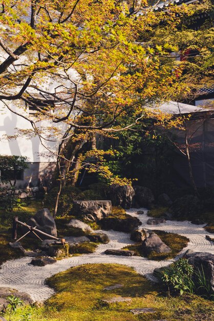 写真 秋に建物で育つ木