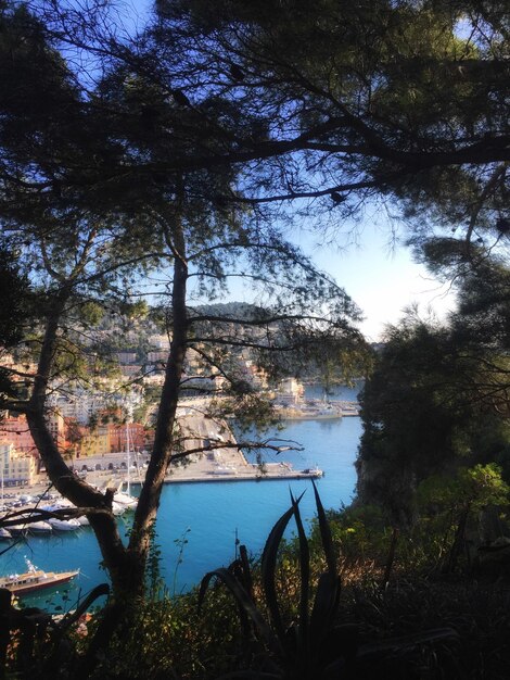 Foto alberi che crescono vicino al canale