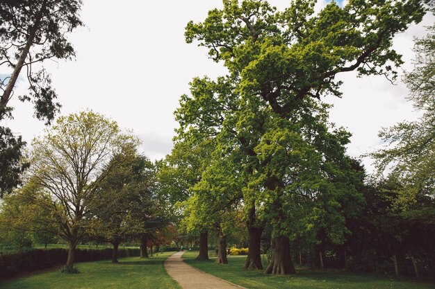 Photo trees growing by empty footpath against sky at park