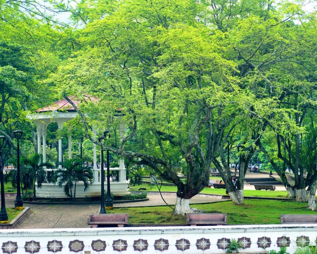 Trees growing by gazebo at park