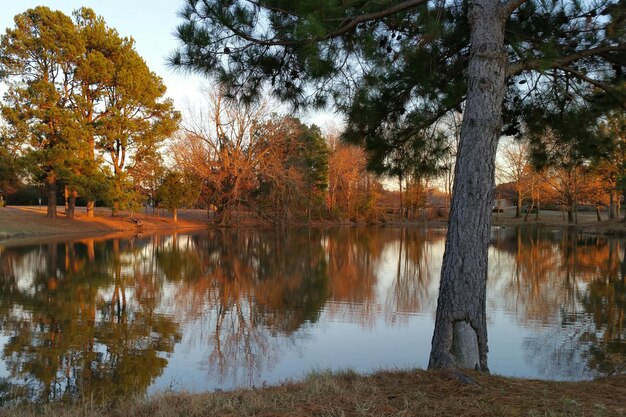 Foto alberi che crescono vicino al lago contro il cielo nella foresta